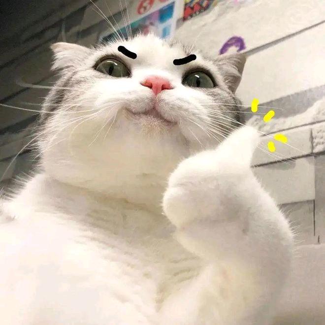 无影猫赞👍