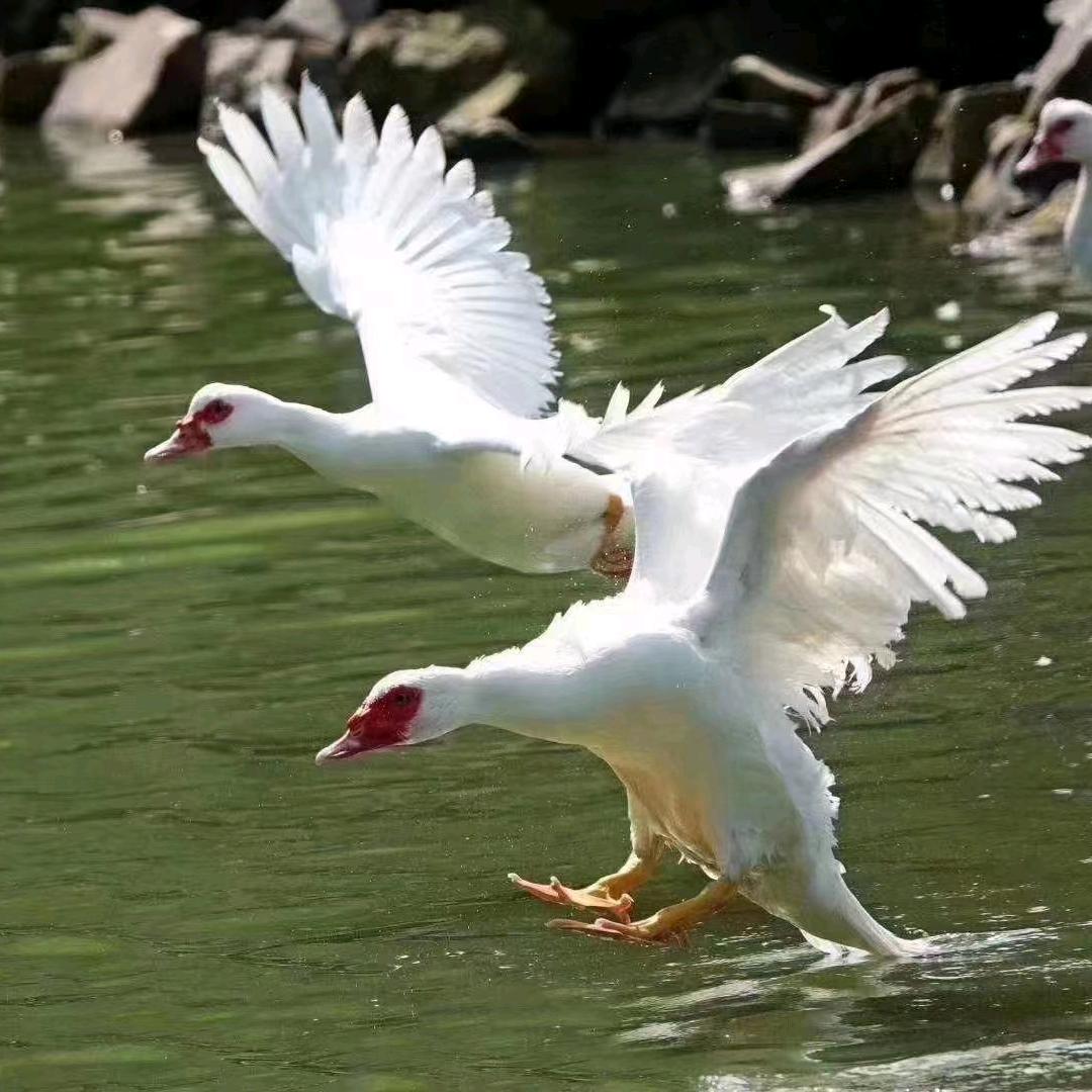 杨泗坊农场