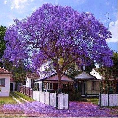 贵州千木景观工程有限公司绿化苗木采购