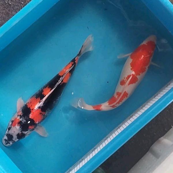淼淼锦鲤8