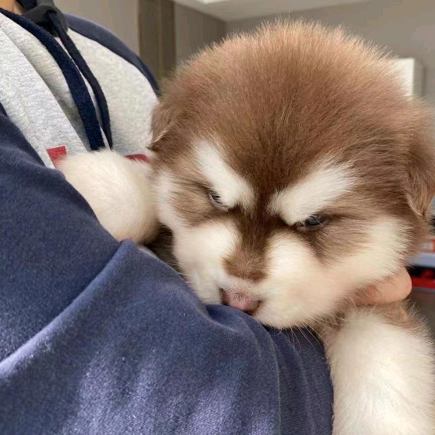 微微雄