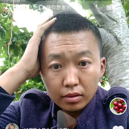 优品🌱大樱桃种植 (纯羊粪供应)