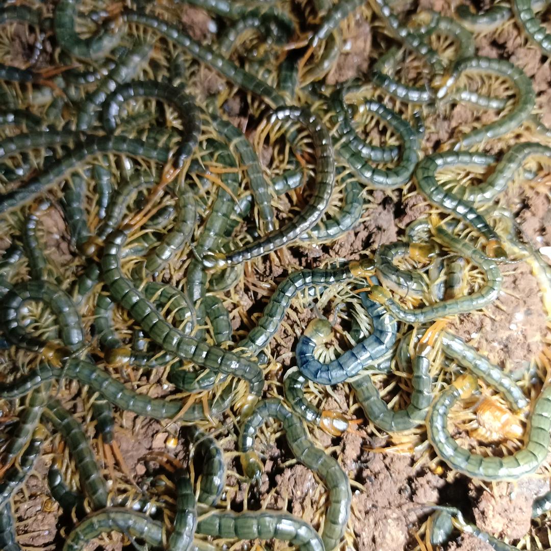 天行蜈蚣繁育基地