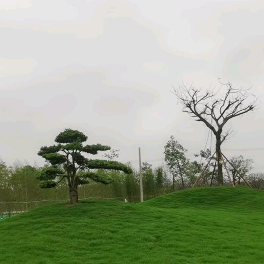 落花、流年似水