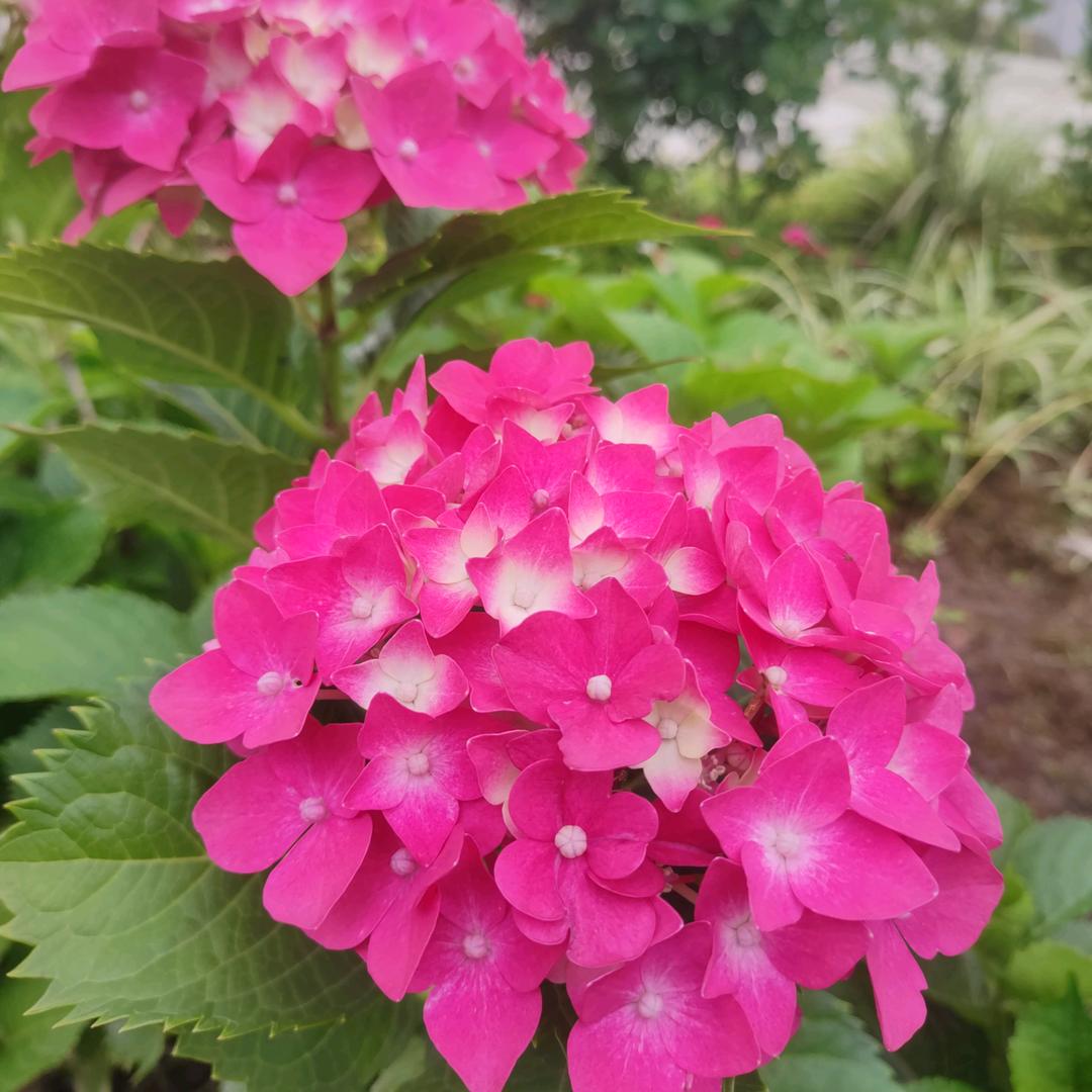 胡贵华