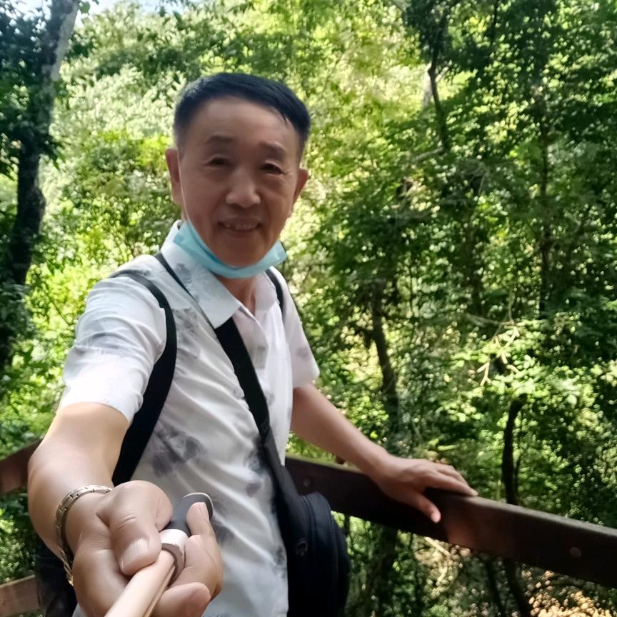 兴安雾松