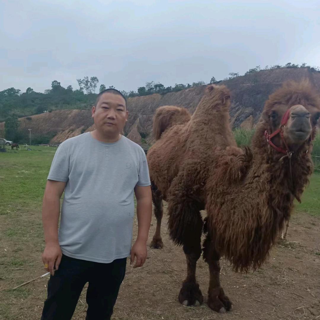 清梦。