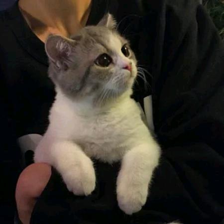 夕阳渐矮影子长