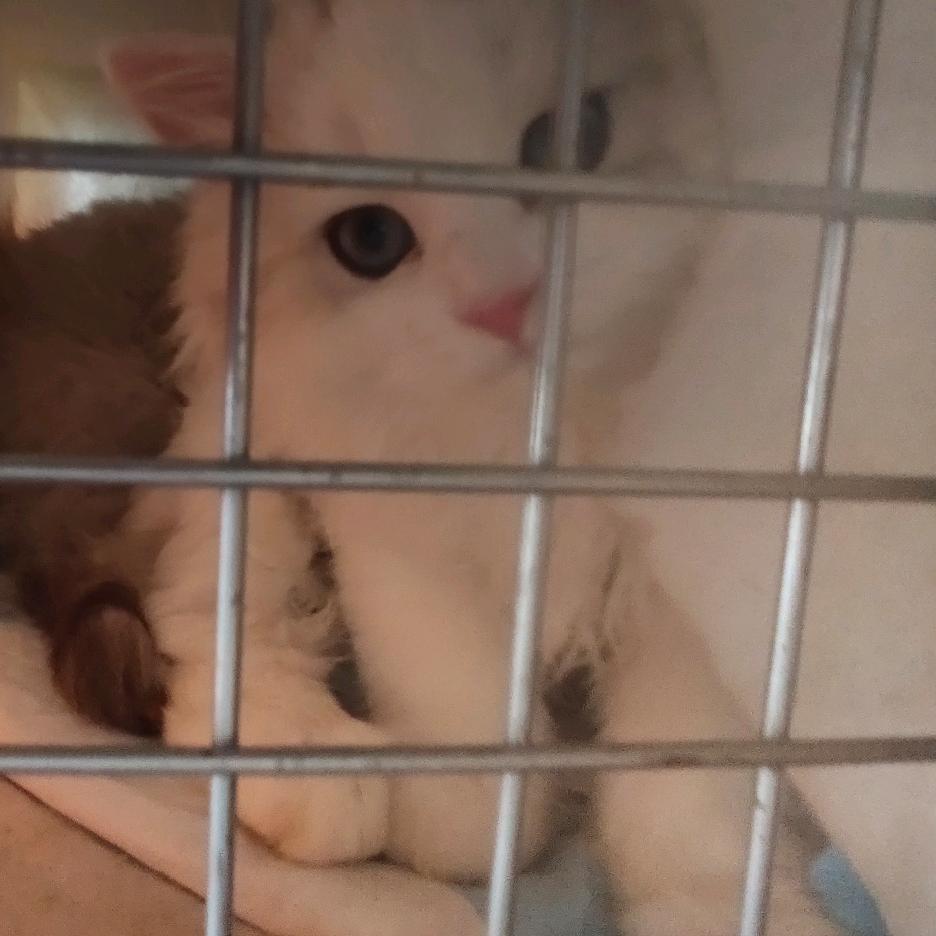 风翼