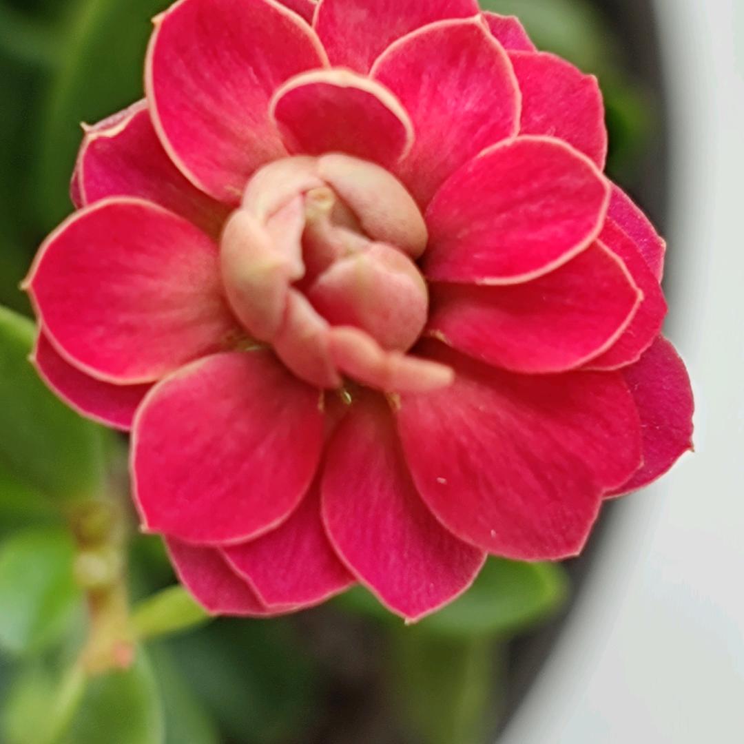 🌸🌸巧儿