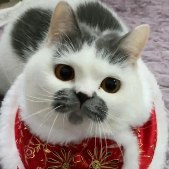 想养一只叫大力的八嘎喵