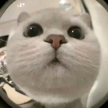 本子