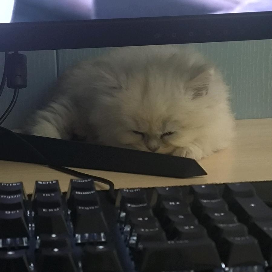 摆烂