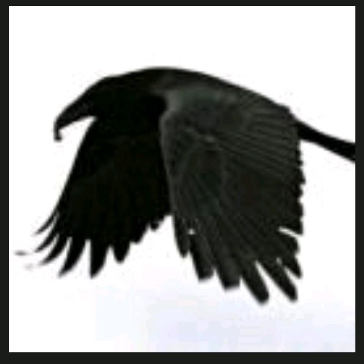 乌鸦1