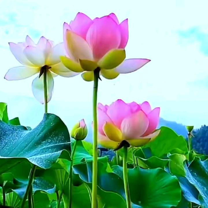 用户43236139