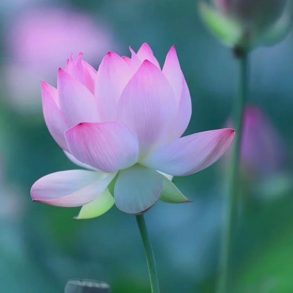 凤琴老师