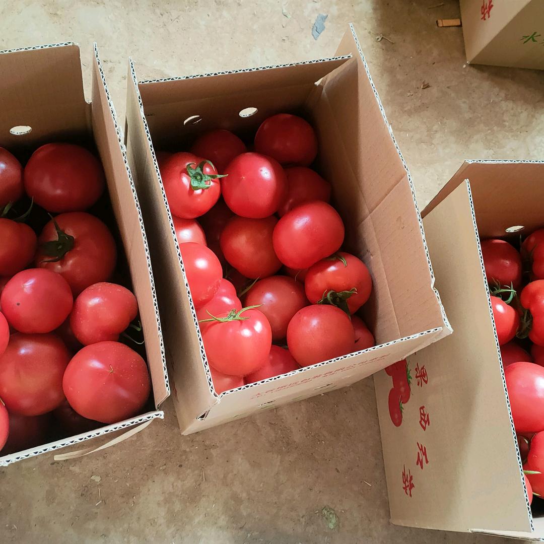 赵德艳（水果西红柿）