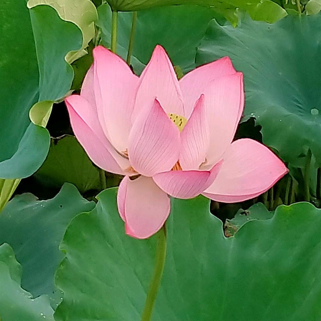 好有爱心的奶奶想迷彩礼兔死狗烹下坡路个