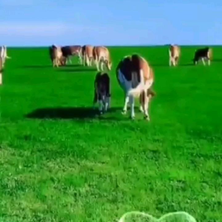 小马😊