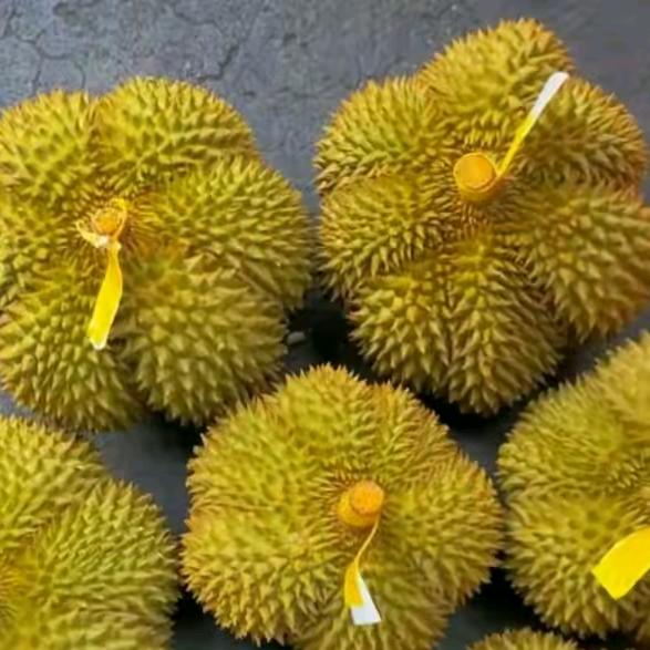 莲儿