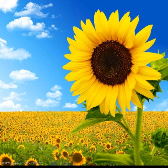 @一个不省油的灯灯～