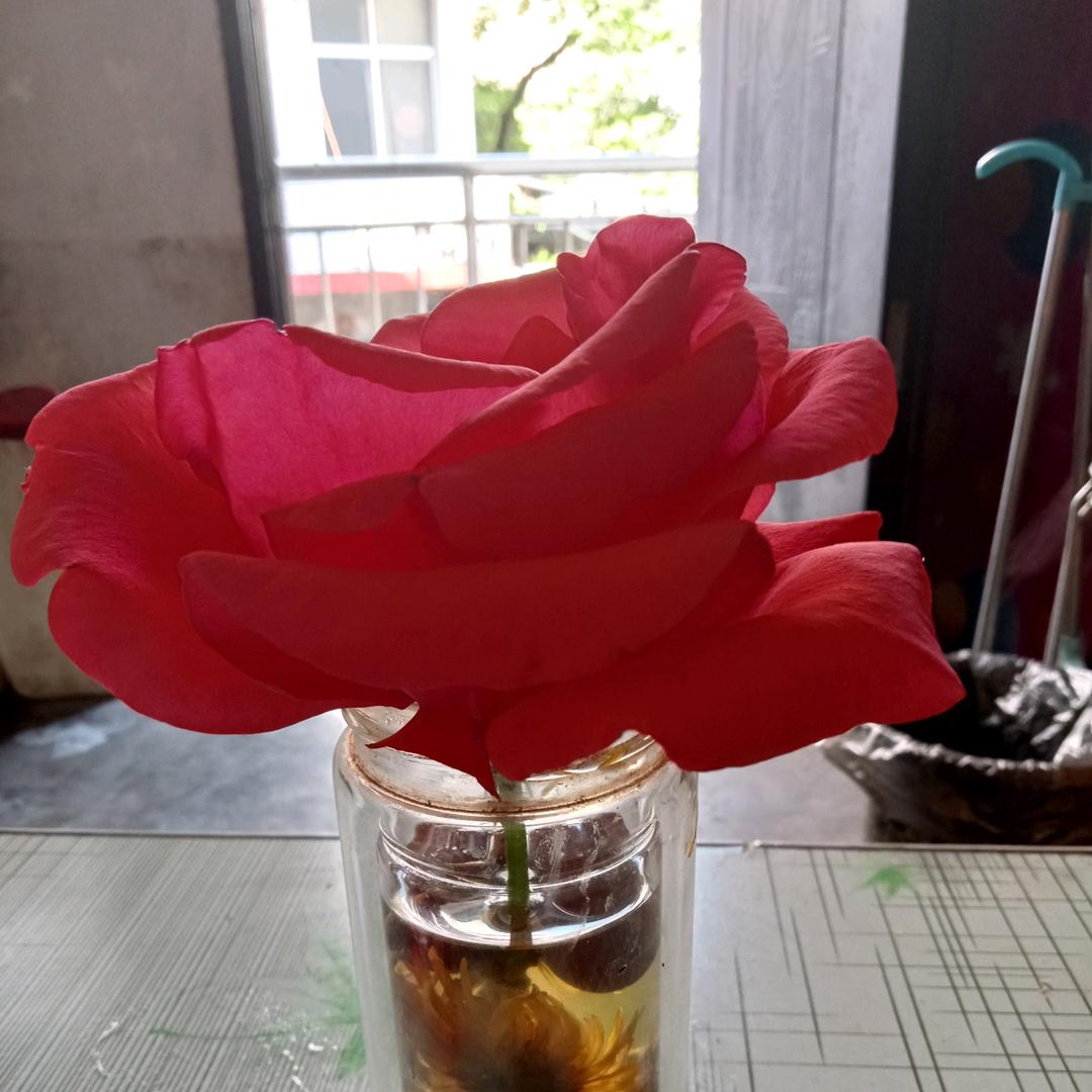 四季运好