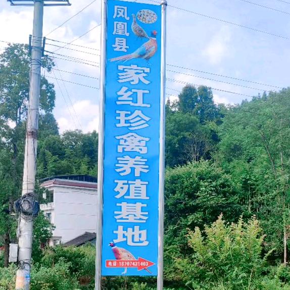 凤凰珍禽养殖基地<刘家哥>