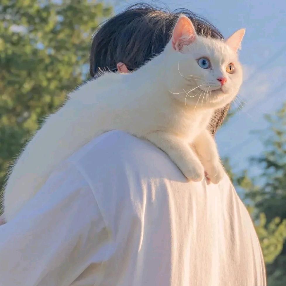 人间月老（限流了）