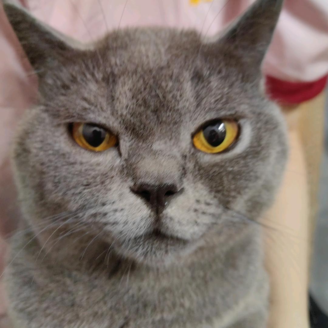 小叶子👻