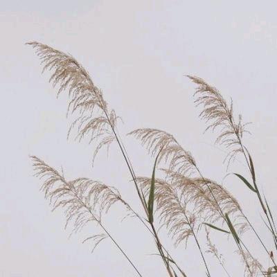 痞子的泪