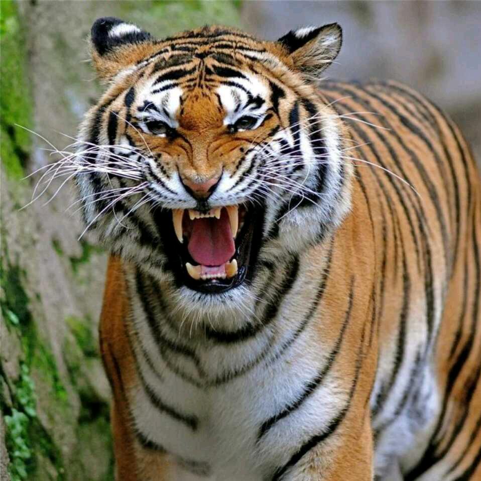 耳东聿yu