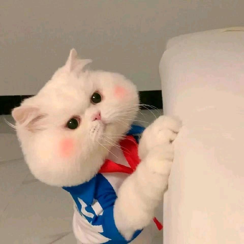 种太阳🌞