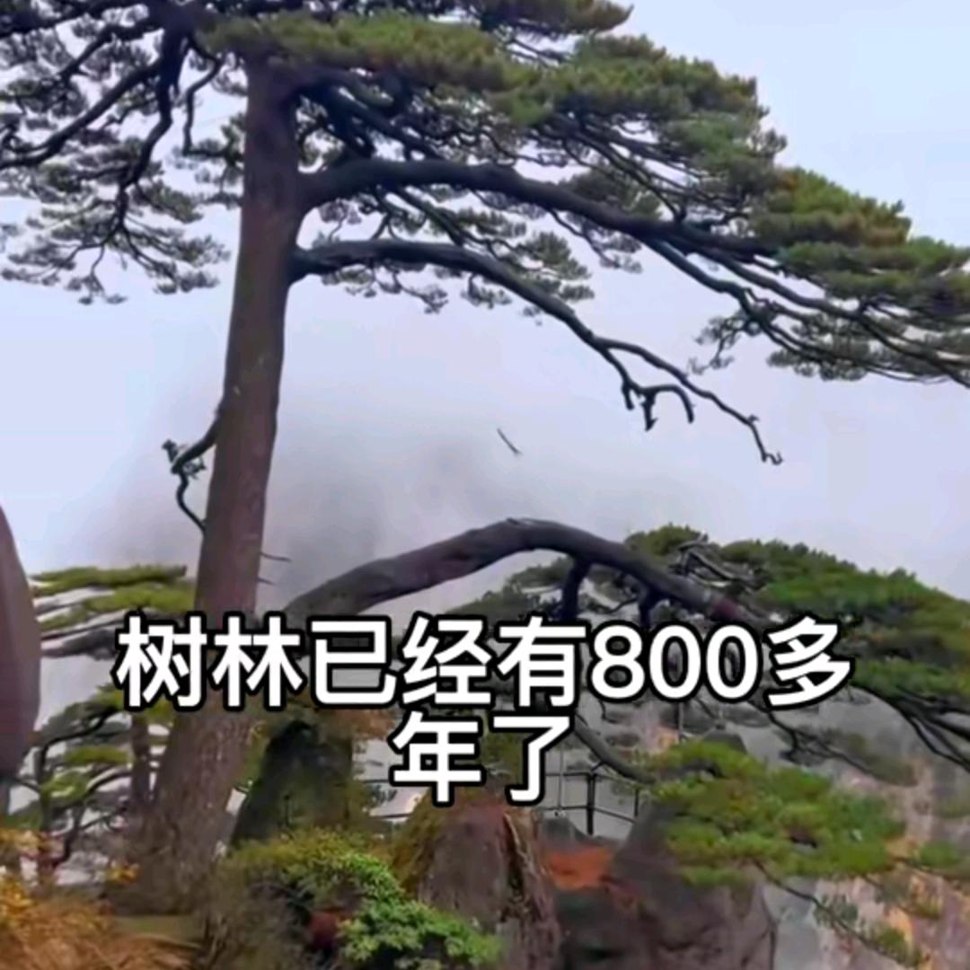 福星高照全家福