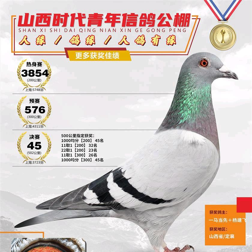杨建飞