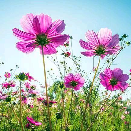 🌺春暖花开🌺