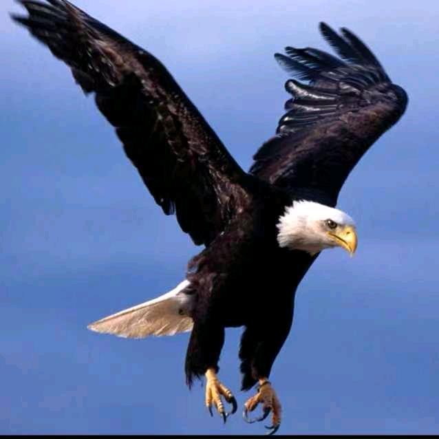 南🦅美🦅鹰
