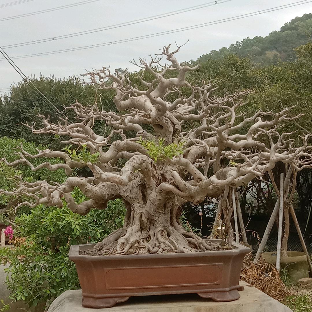 陈勇盆景园艺