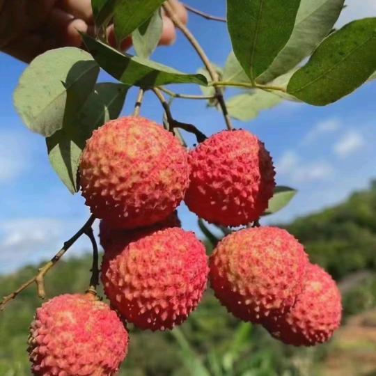 云苗富洋兴果树苗木专卖店