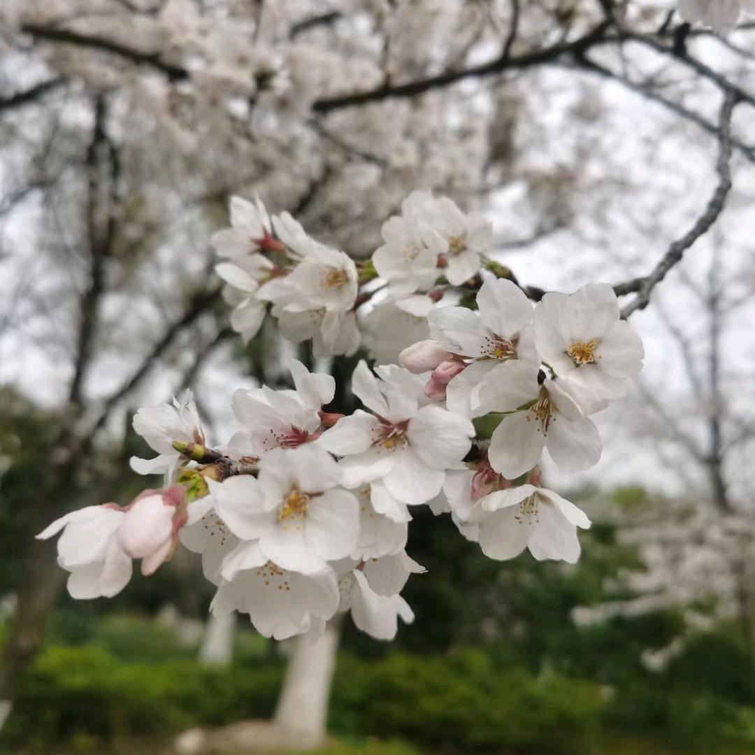 岁月静好