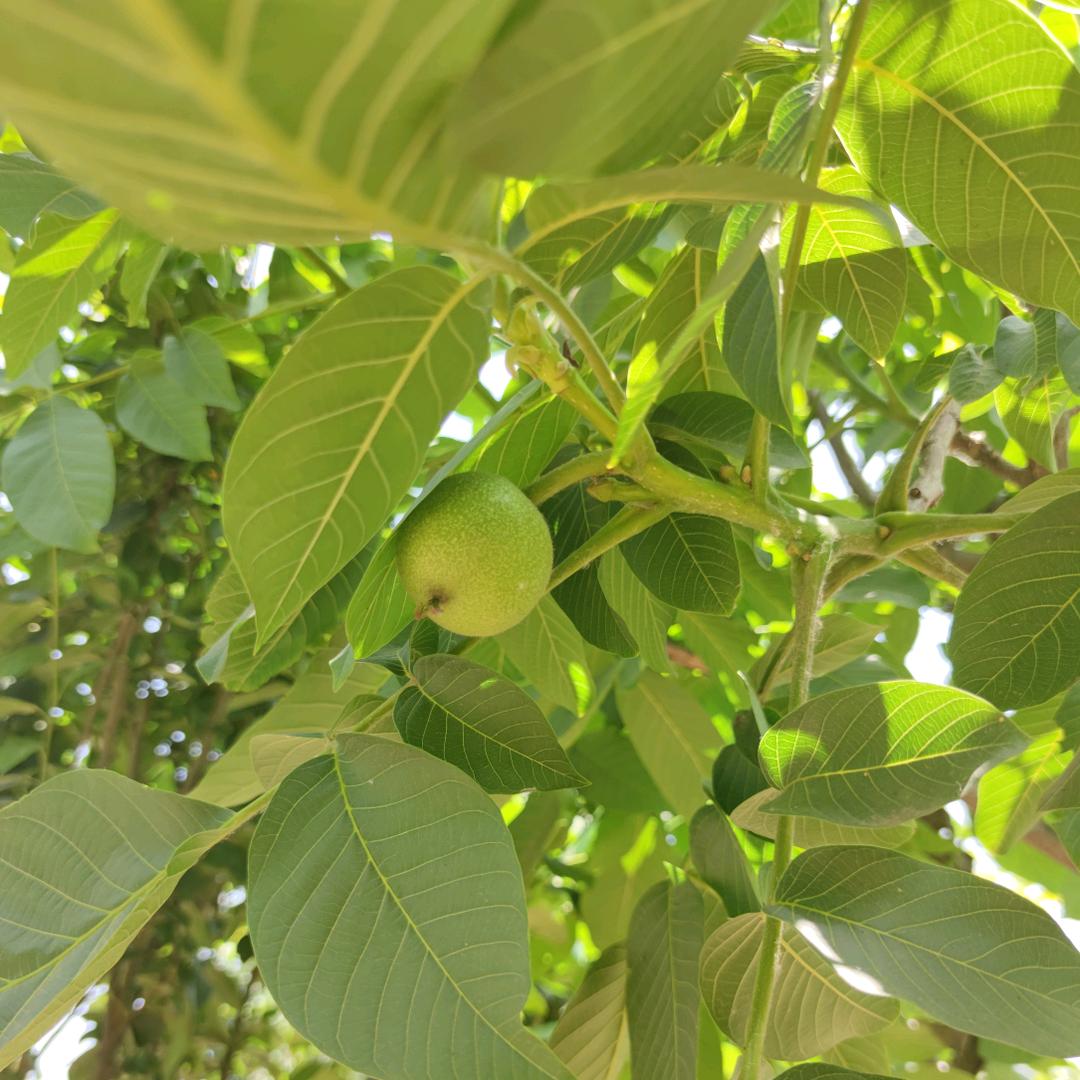 忙碌的菜农