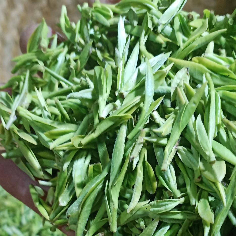 茶叶哥