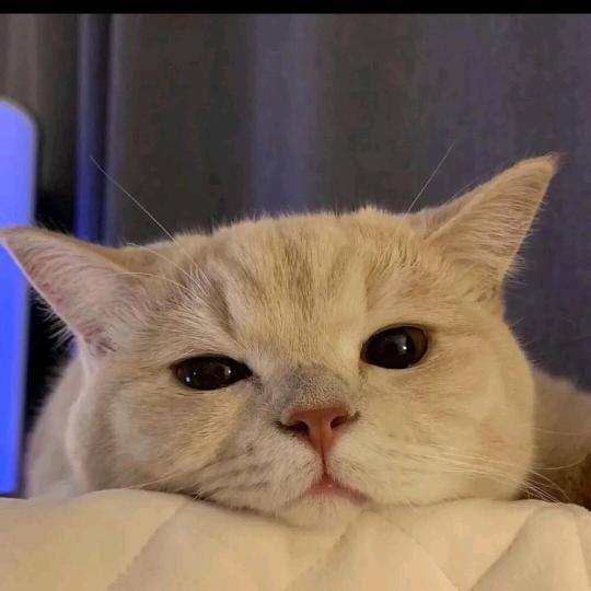 蔷薇