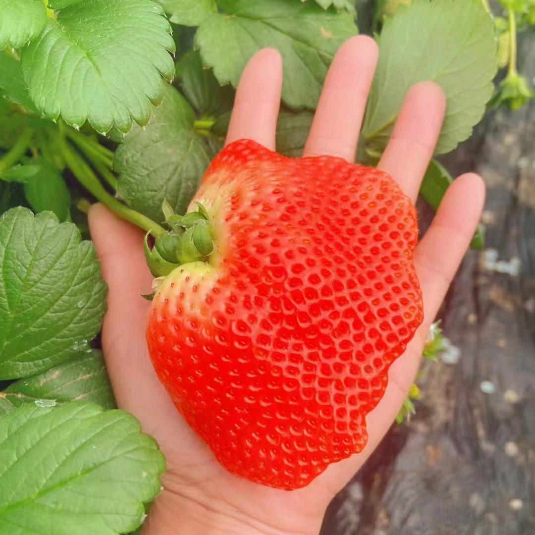 新农人草莓园 农夫徒弟