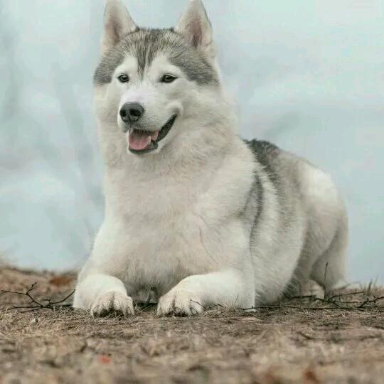 小李，，