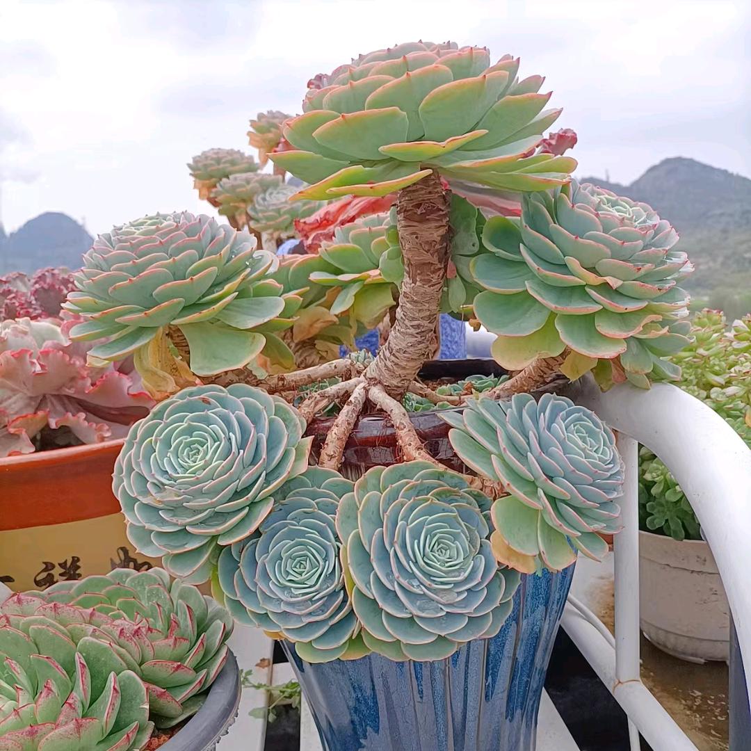 缘份。