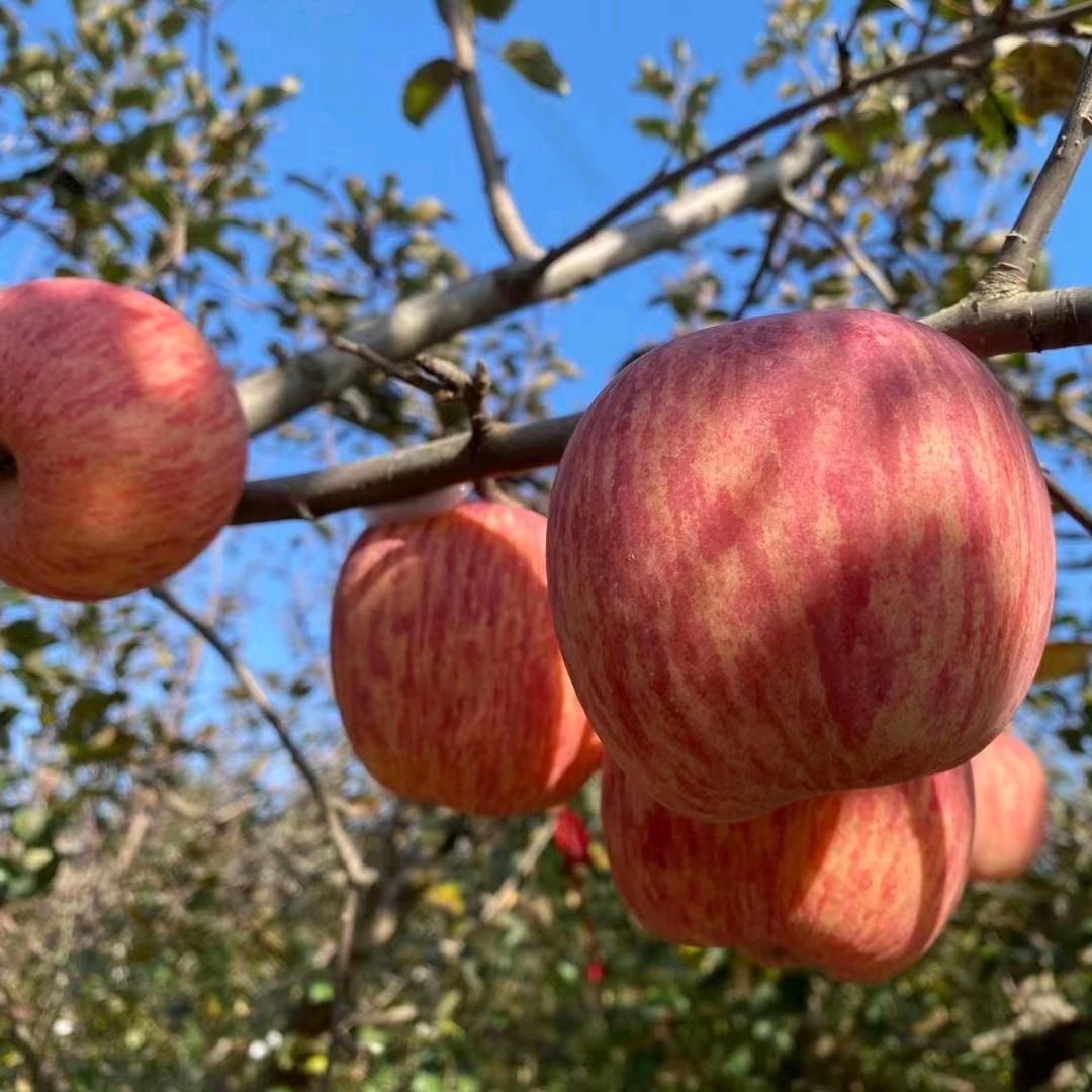 老丈人家的果园