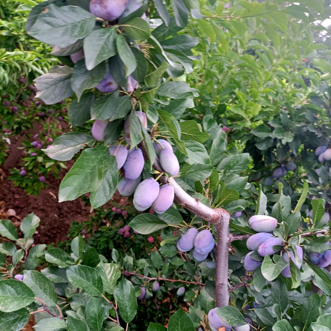 沙漠