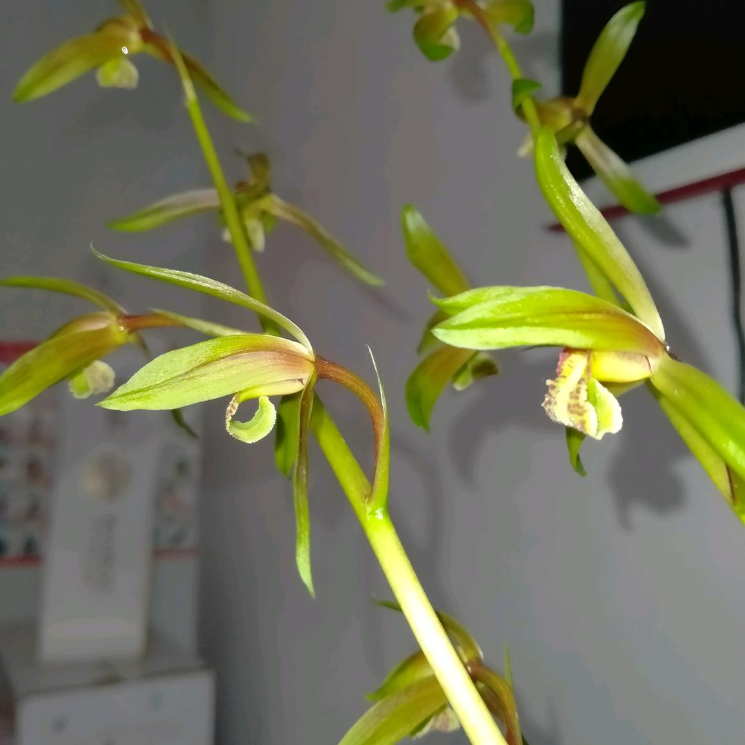 灰葛