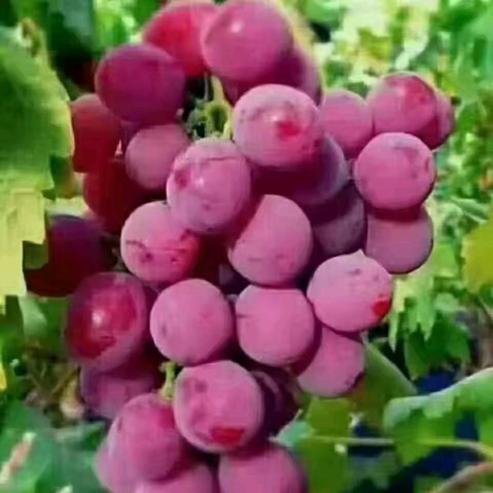 憨憨哥