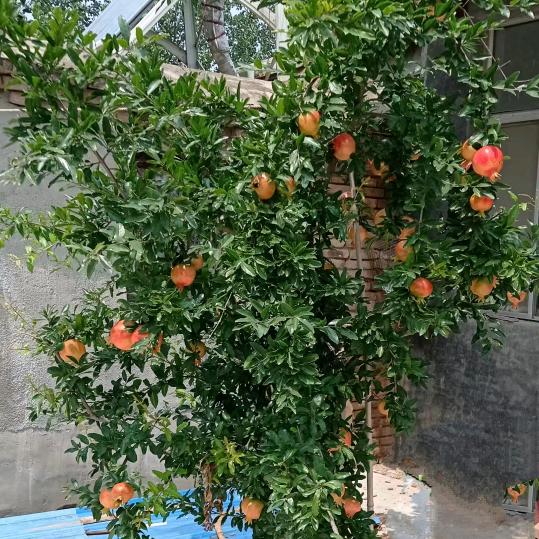 彤彤👨‍👩‍👧‍👦